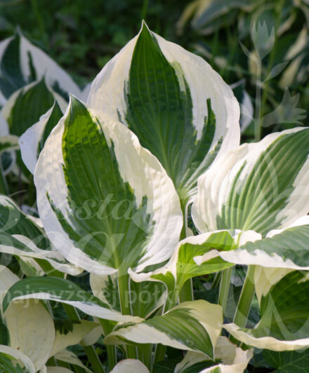 Hosta Patriot