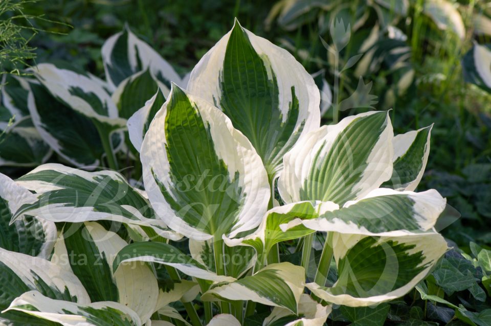 Hosta Patriot