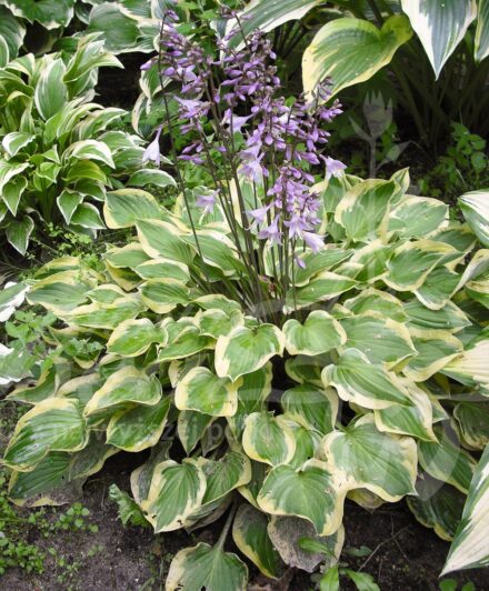 Hosta Pilgrim
