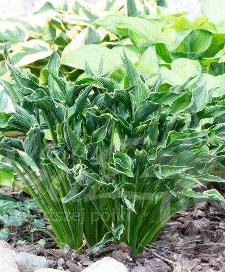 Hosta Praying Hands