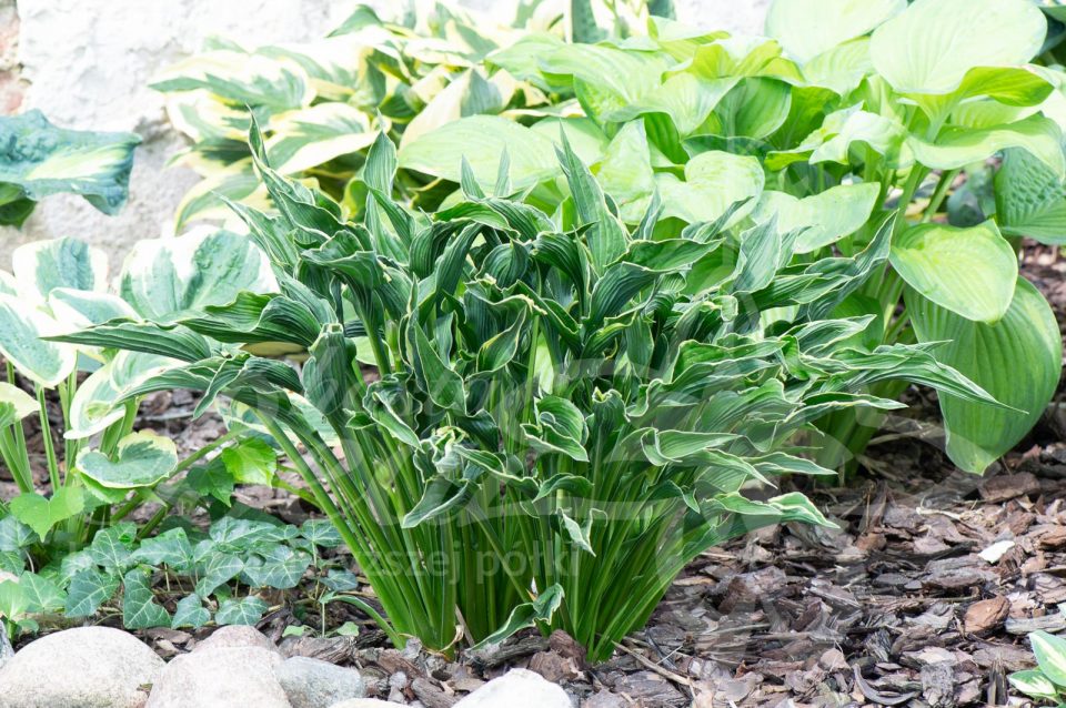 Hosta Praying Hands