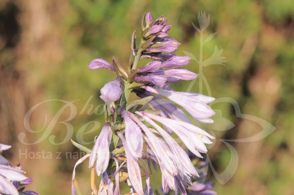 Hosta Praying Hands