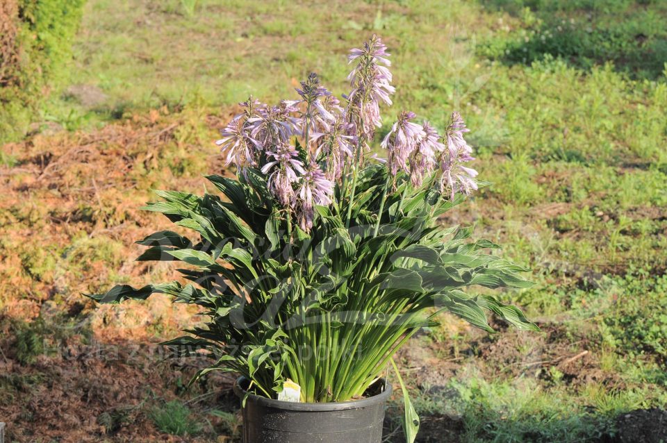 Hosta Praying Hands