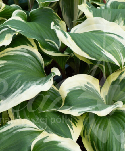 Hosta Proud Treasure