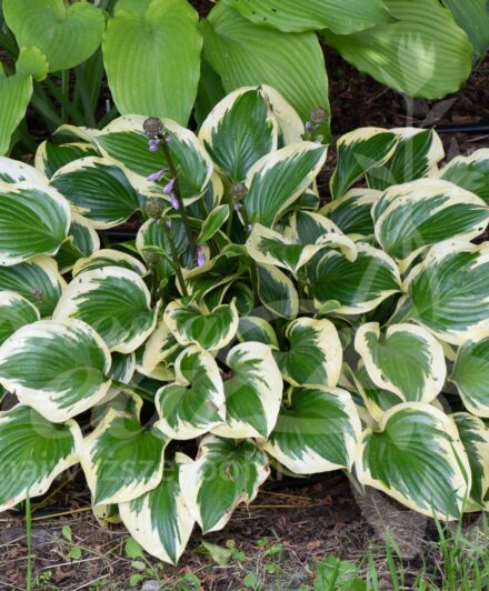 Hosta Queen Josephine