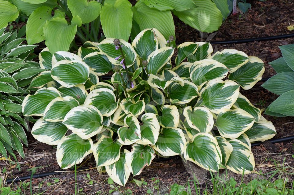 Hosta Queen Josephine