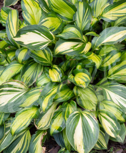 Hosta Rainbow's End