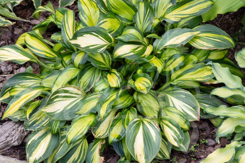 Hosta Rainbow's End