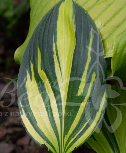 Hosta Rainbow's End