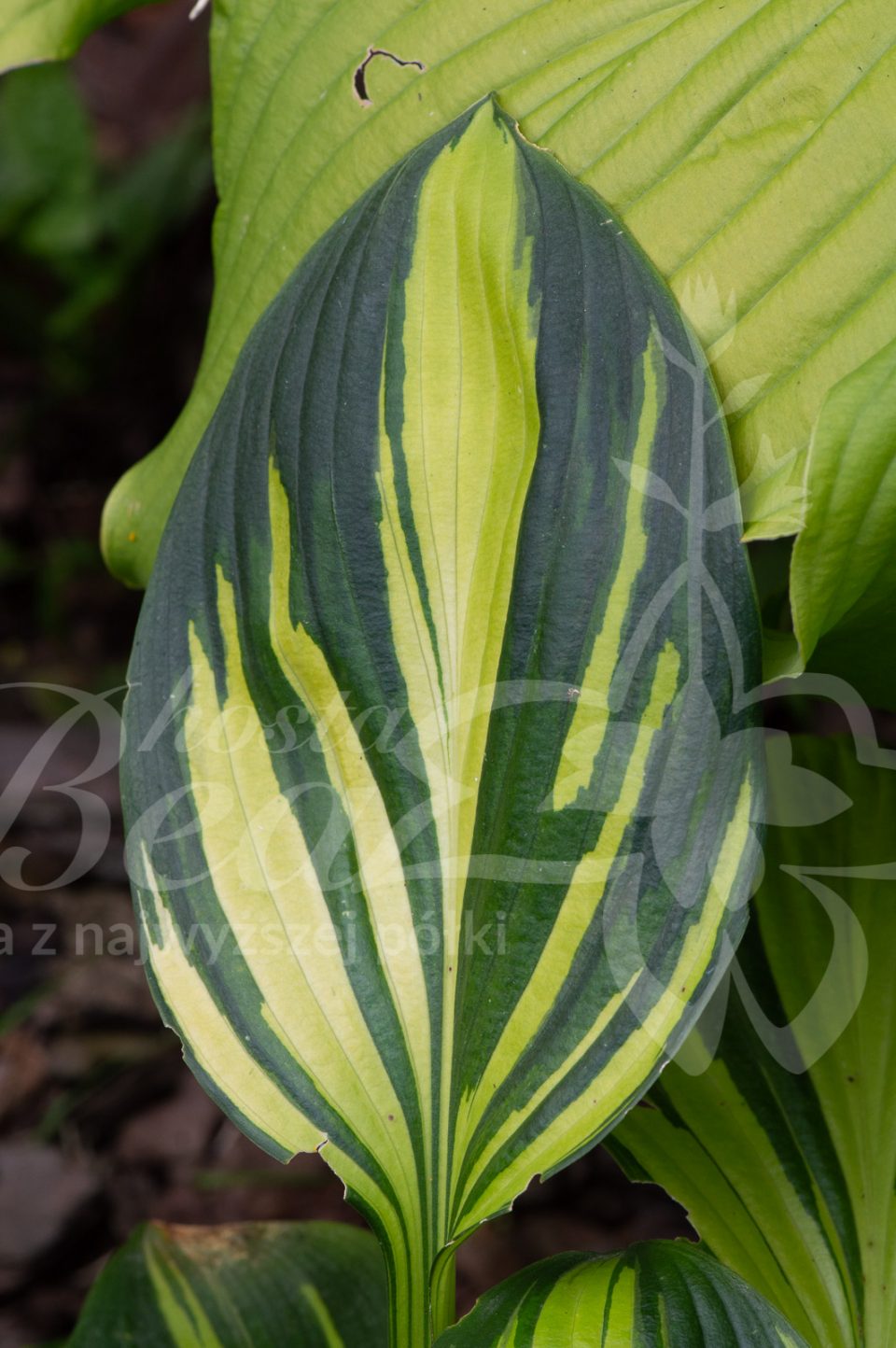 Hosta Rainbow's End