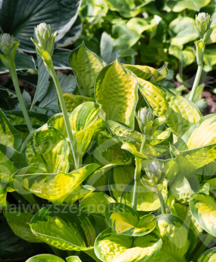 Hosta Rainforest Sunrise