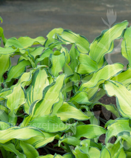 Hosta Ripple Effect