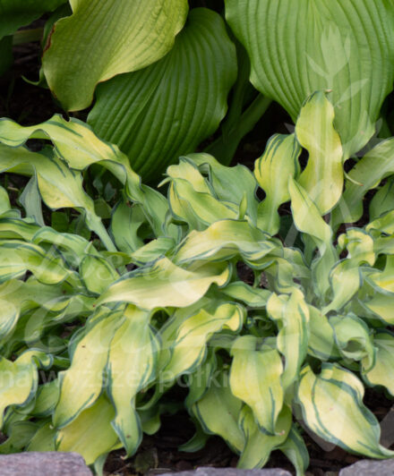 Hosta Ripple Effect