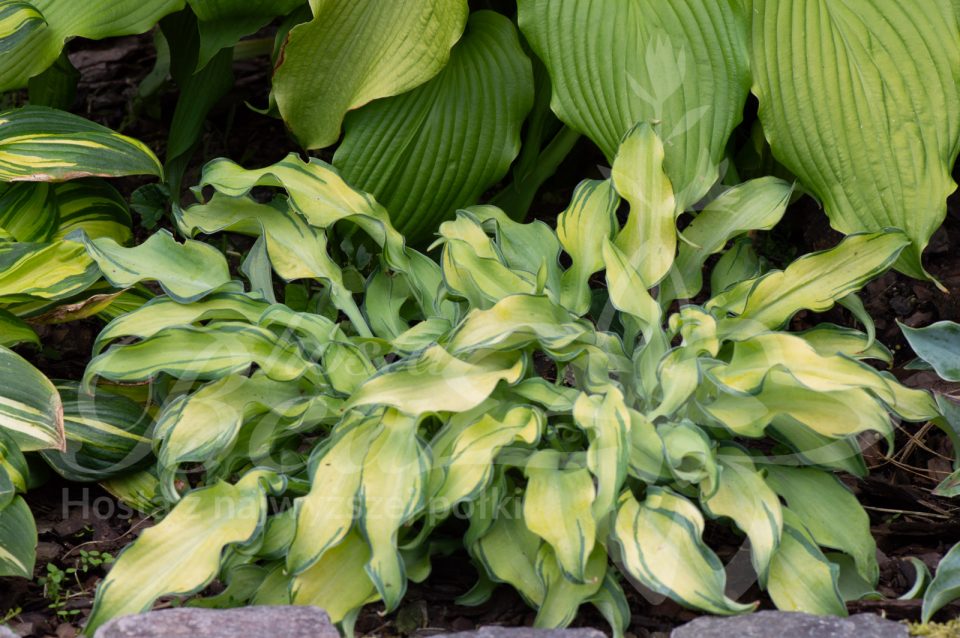 Hosta Ripple Effect