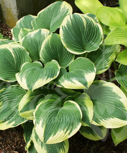 Hosta Robert Frost