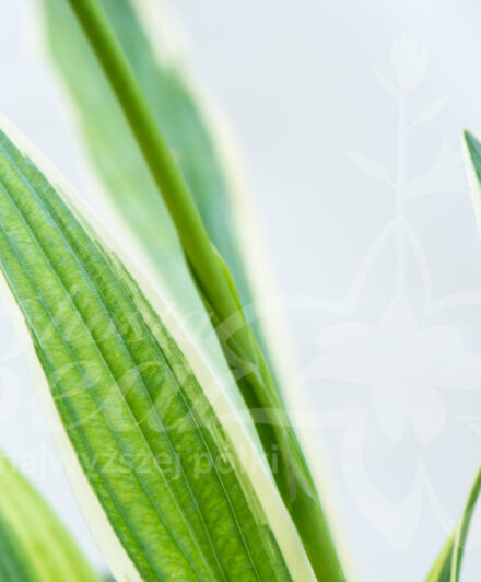 Hosta Sandhill Crane