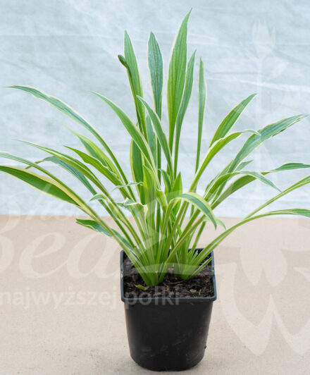 Hosta Sandhill Crane