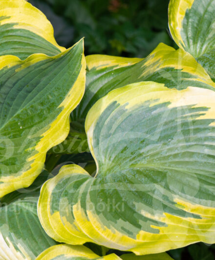 Hosta Seducer