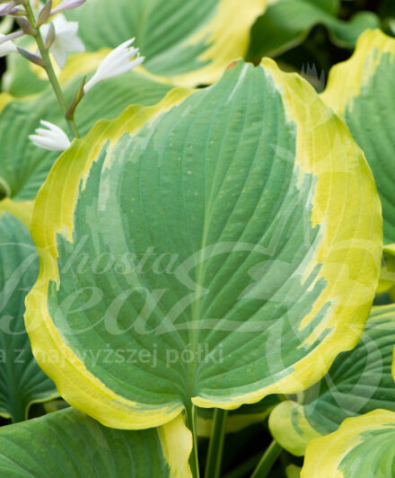 Hosta Seducer