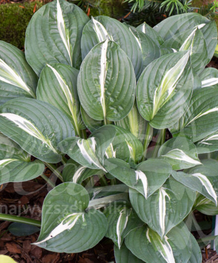 Hosta Snake Eyes