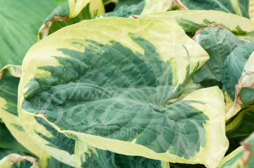 Hosta Snow Cap