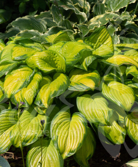 Hosta Stained Glass
