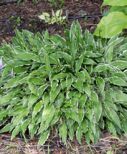 Hosta Stiletto
