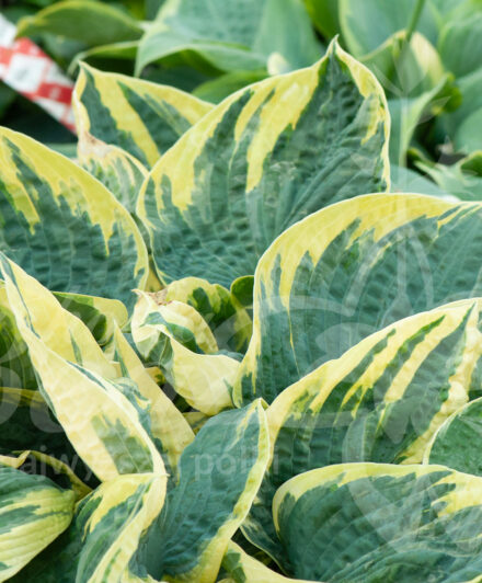 Hosta Sugar Daddy