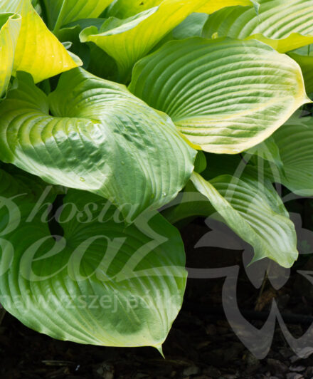 Hosta Sum and Substance