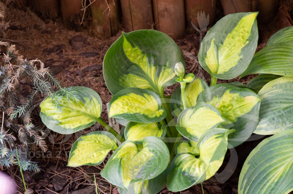 Hosta Sunset Grooves