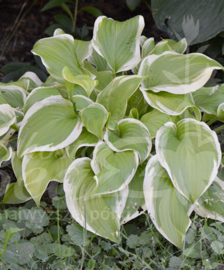 Hosta Sweetie