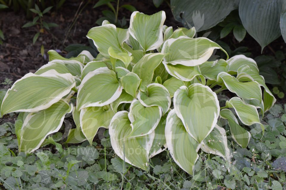 Hosta Sweetie