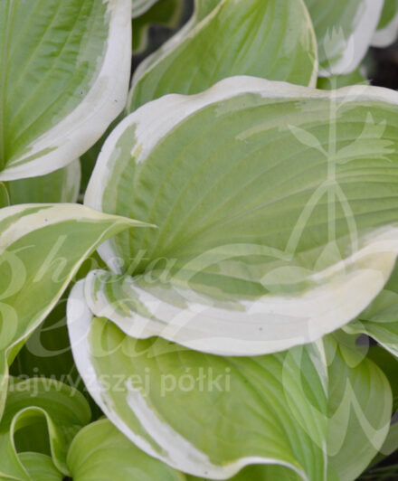 Hosta Sweetie