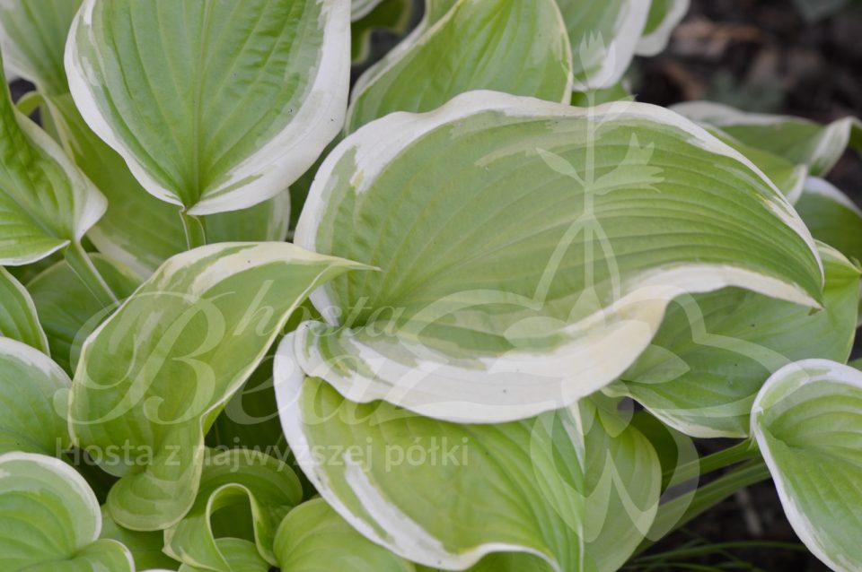 Hosta Sweetie