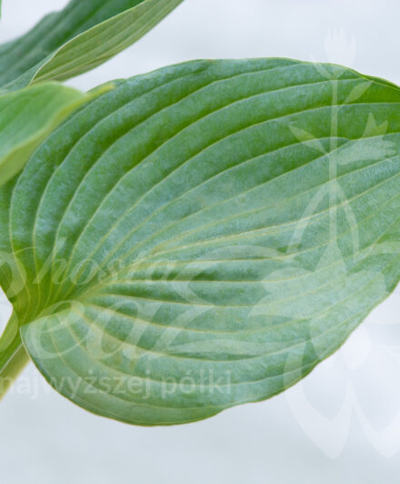 Hosta Take the Green Path