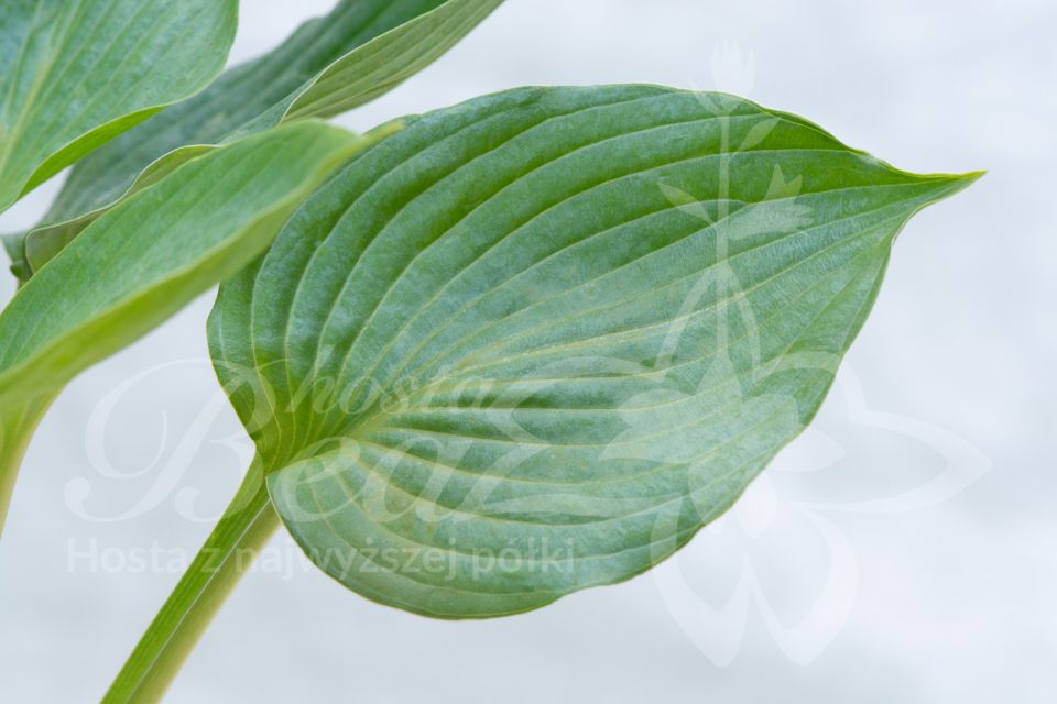 Hosta Take the Green Path