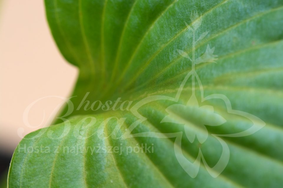 Hosta Take the Green Path