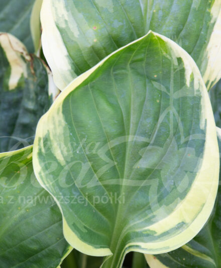 Hosta Tea and Crumpets
