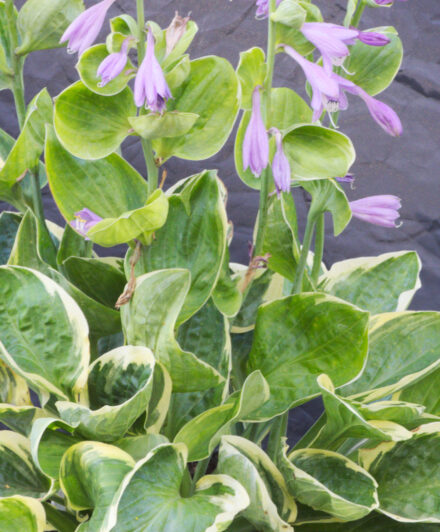 Hosta Tea and Crumpets