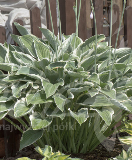 Hosta Tom Schmid