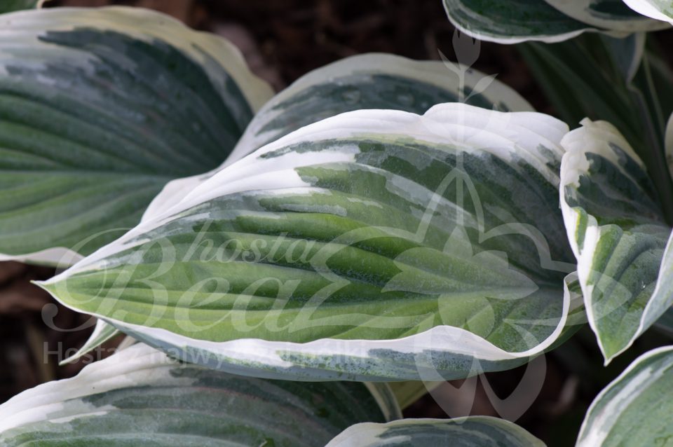 Hosta Tom Schmid