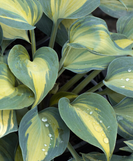 Hosta Touch of Class