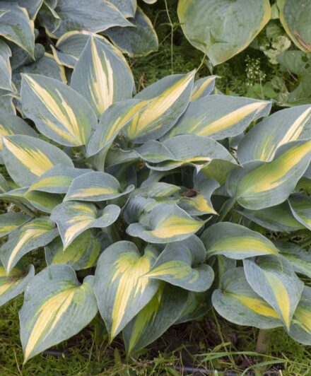 Hosta Touch of Class