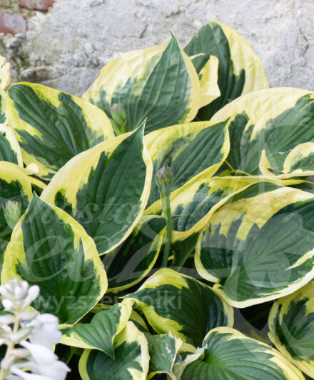 Hosta Twilight