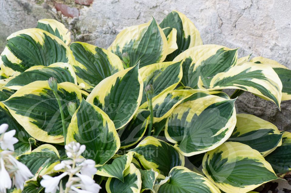 Hosta Twilight