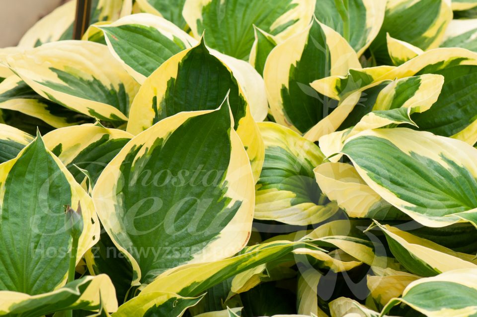 Hosta Twilight