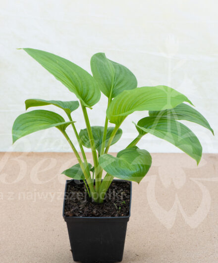 Hosta plantaginea Venus