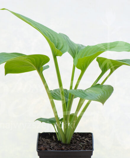 Hosta plantaginea Venus