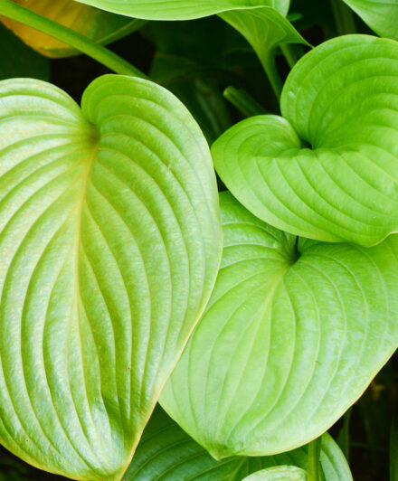 Hosta Vino Verde