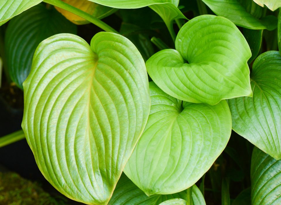 Hosta Vino Verde